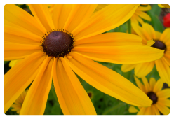 Flower Photograph