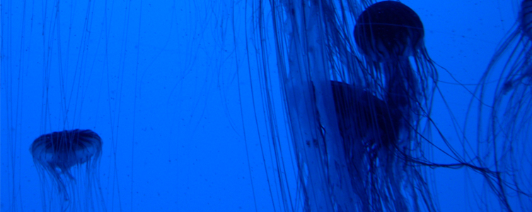 A photograph of jelly fish at the Ga Aquarium